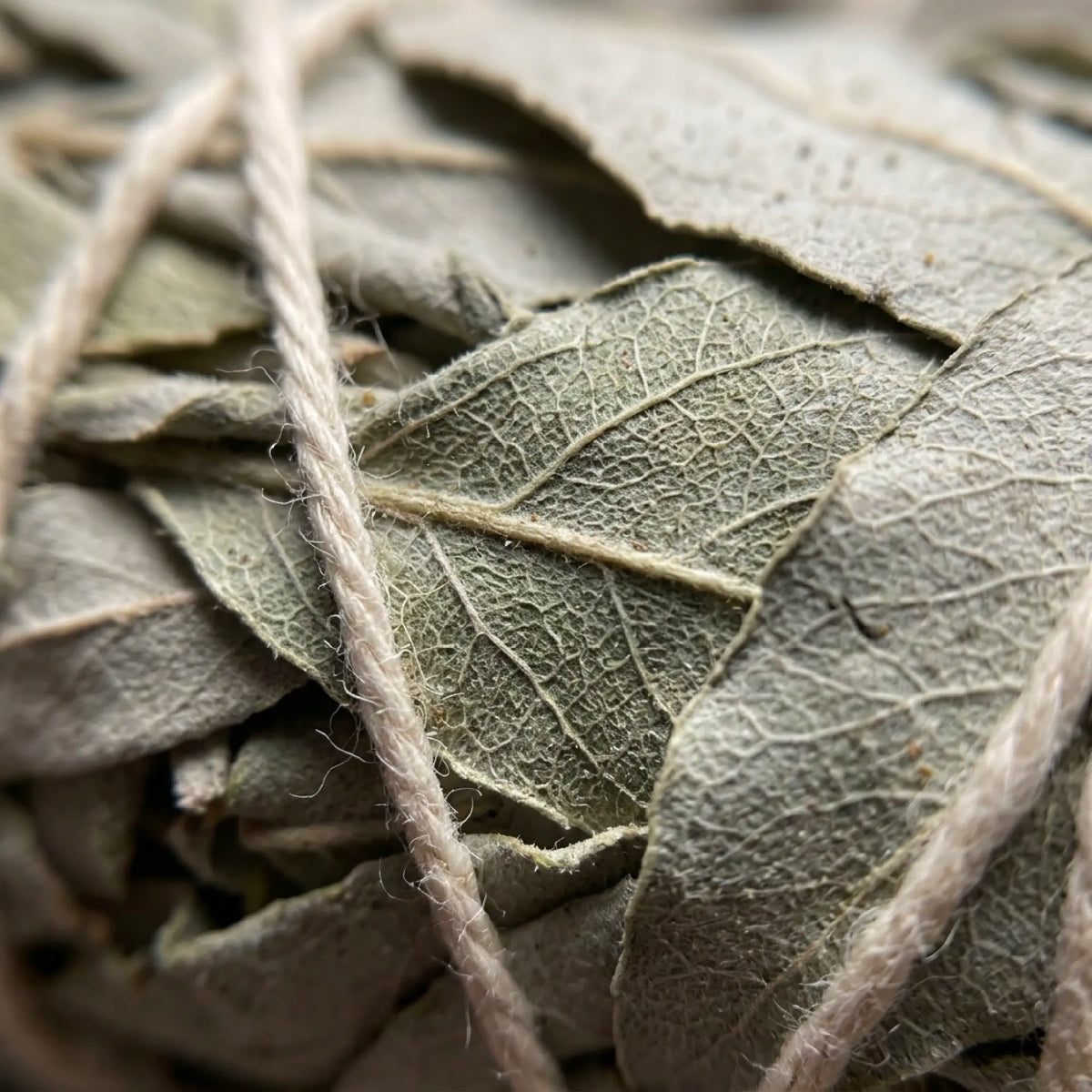 Coffret Sauge Blanche - Purification